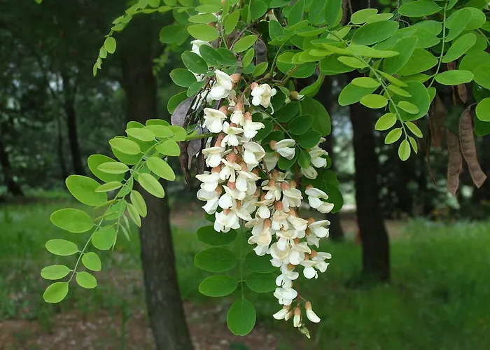 B&B&Residence Pozzo Misseo